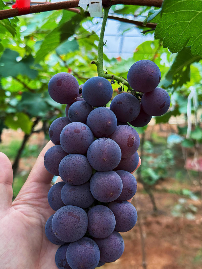 山东临沂平邑县巨峰葡萄大量上市。量大从优，欢迎订购