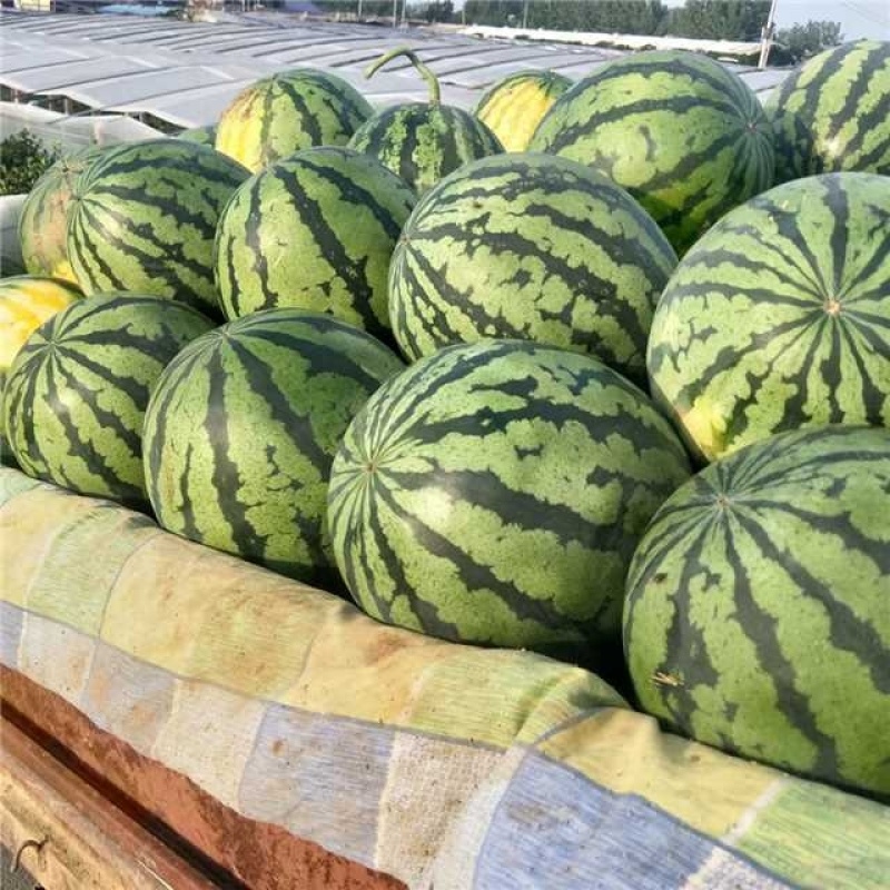 开封麒麟西瓜美都麒麟8424西瓜有籽西瓜个大红壤