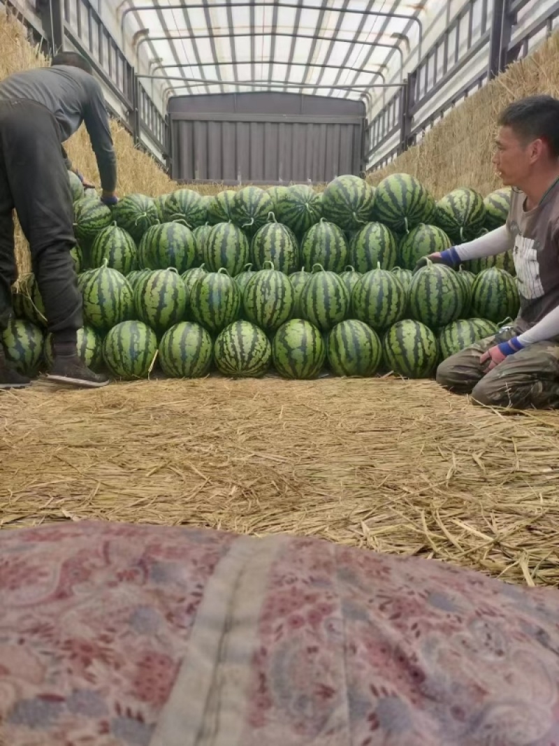 开封麒麟西瓜美都麒麟8424西瓜有籽西瓜个大红壤