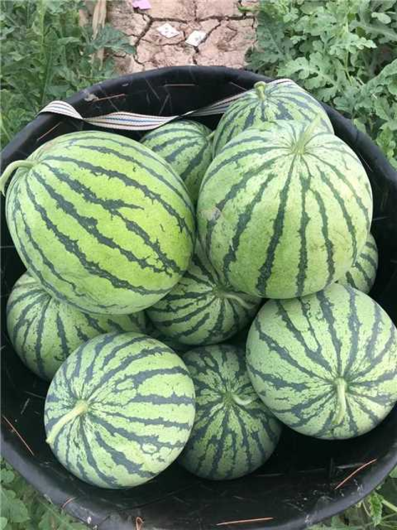 开封麒麟西瓜美都麒麟8424西瓜有籽西瓜个大红壤