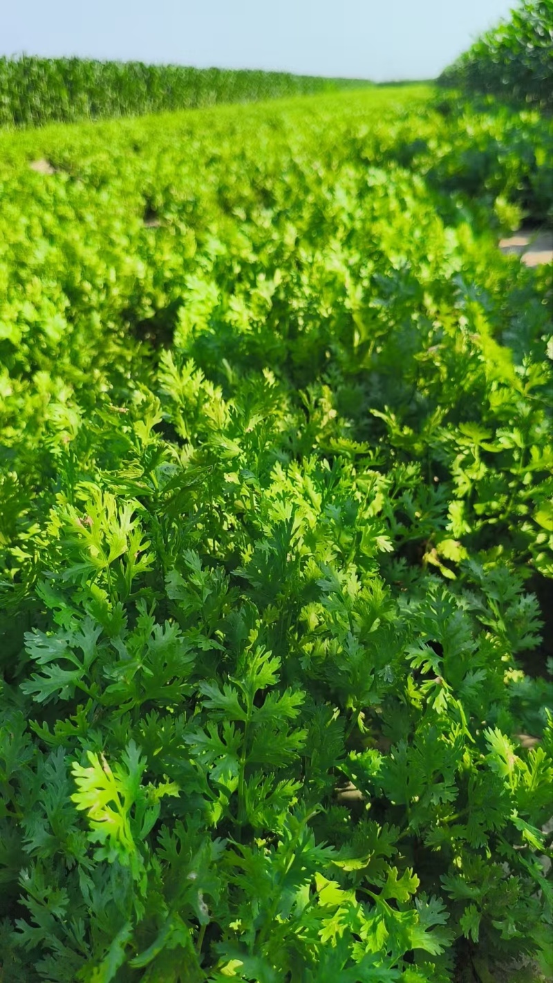 香菜，自家种的，价格可谈