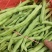 丰收2号，豆角，河北豆角，阳原豆角，
