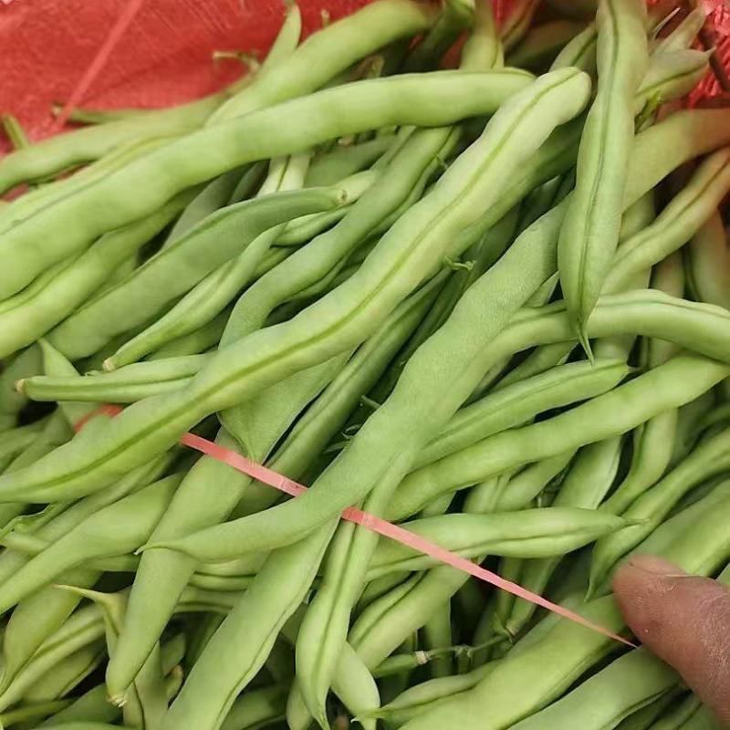 丰收2号，豆角，河北豆角，阳原豆角，