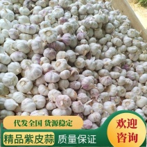 河南精品大蒜，紫皮蒜，质量保证，对接全国市场档口电商