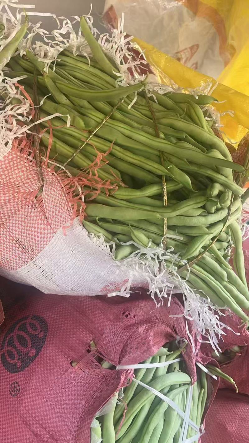 丰收2号，豆角，河北豆角，阳原豆角，
