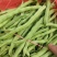丰收2号，豆角，河北豆角，阳原豆角，