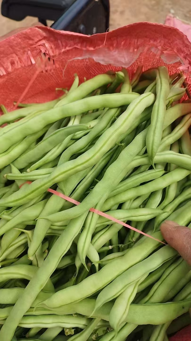 丰收2号，豆角，河北豆角，阳原豆角，