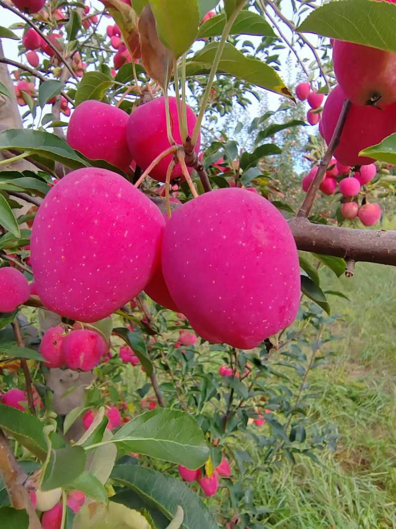 内蒙古海棠果（鸡心果）苹果自家千亩基地种植保质保量