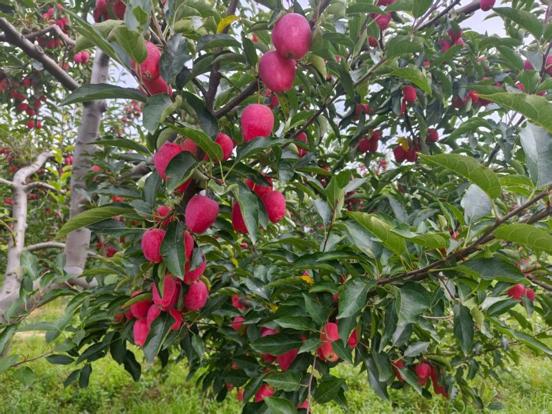 内蒙古海棠果（鸡心果）苹果自家千亩基地种植保质保量