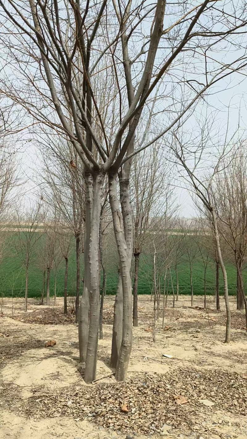 朴树大量上市，产地直发，品质保证，服务周到，诚信经营