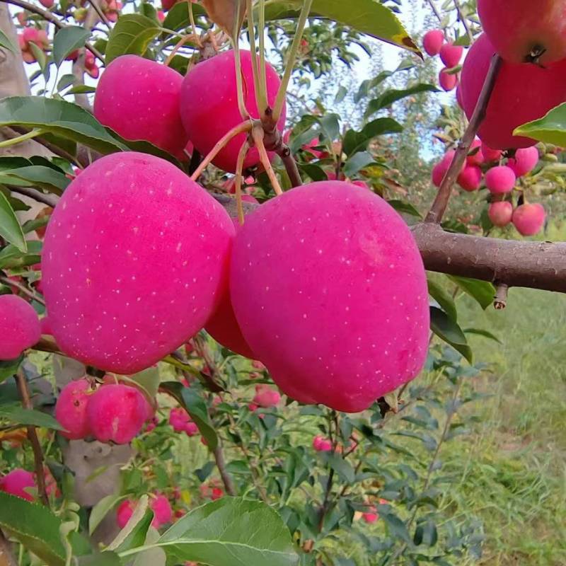 内蒙古鸡心果【海棠果】视频看货实地考察供应市场商超
