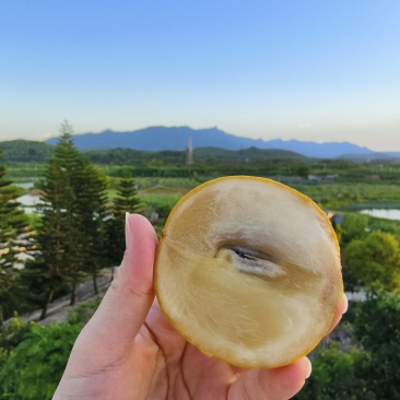 漳浦本地黄晶果，漳浦阿鹏优选