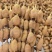 竹笋虫