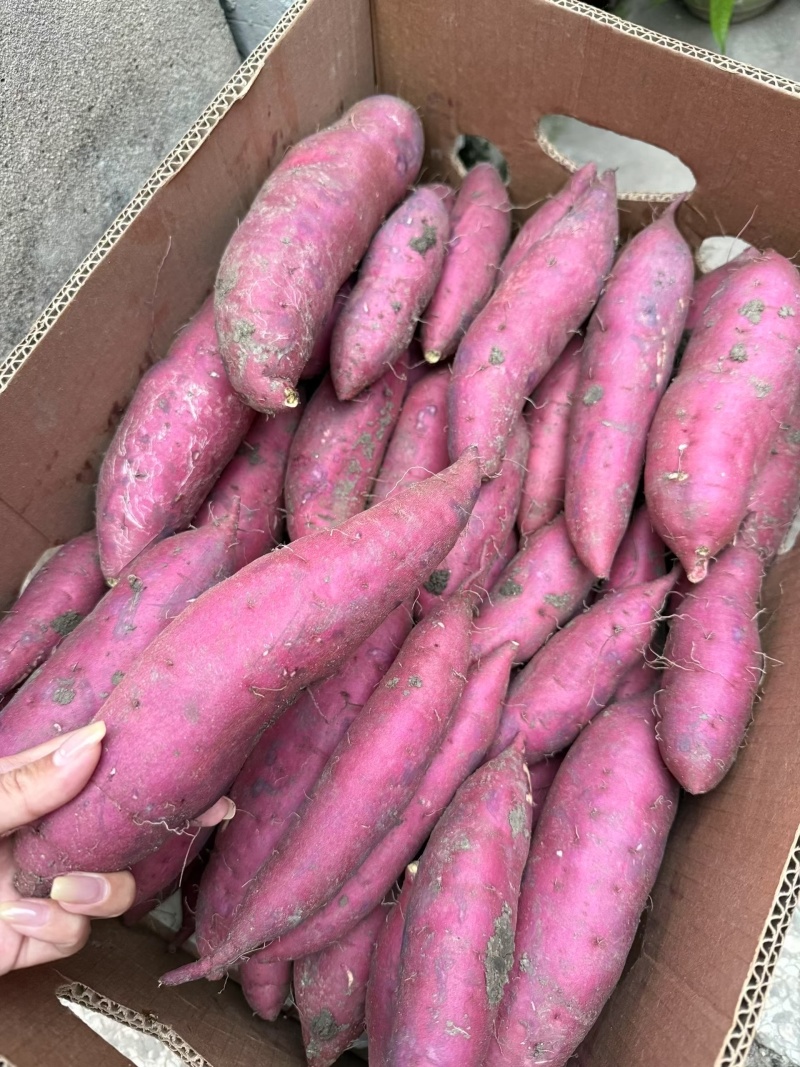 唐山烟薯