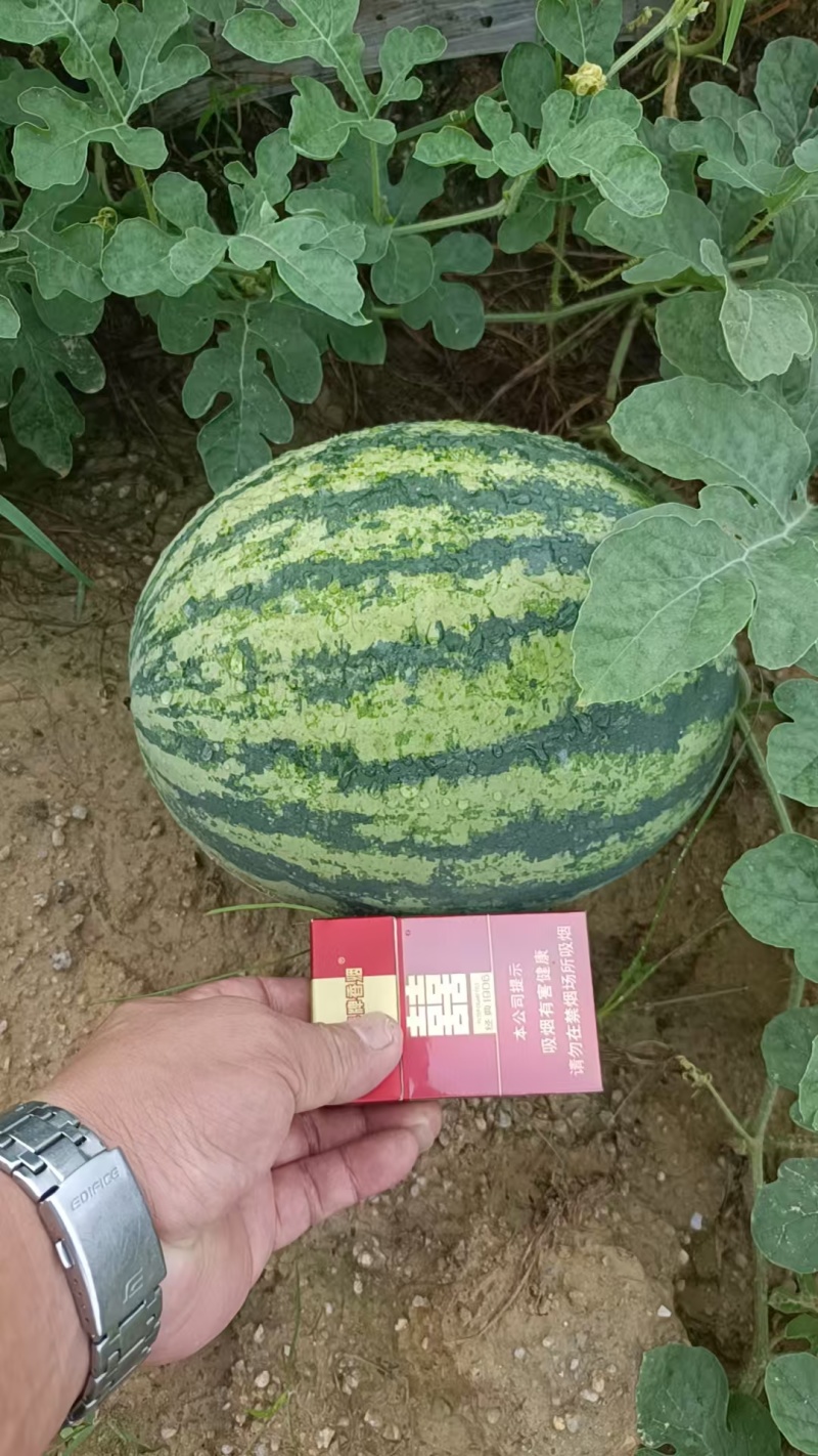 广东清远虎皮西瓜产地直发沙甜爆汁5斤起