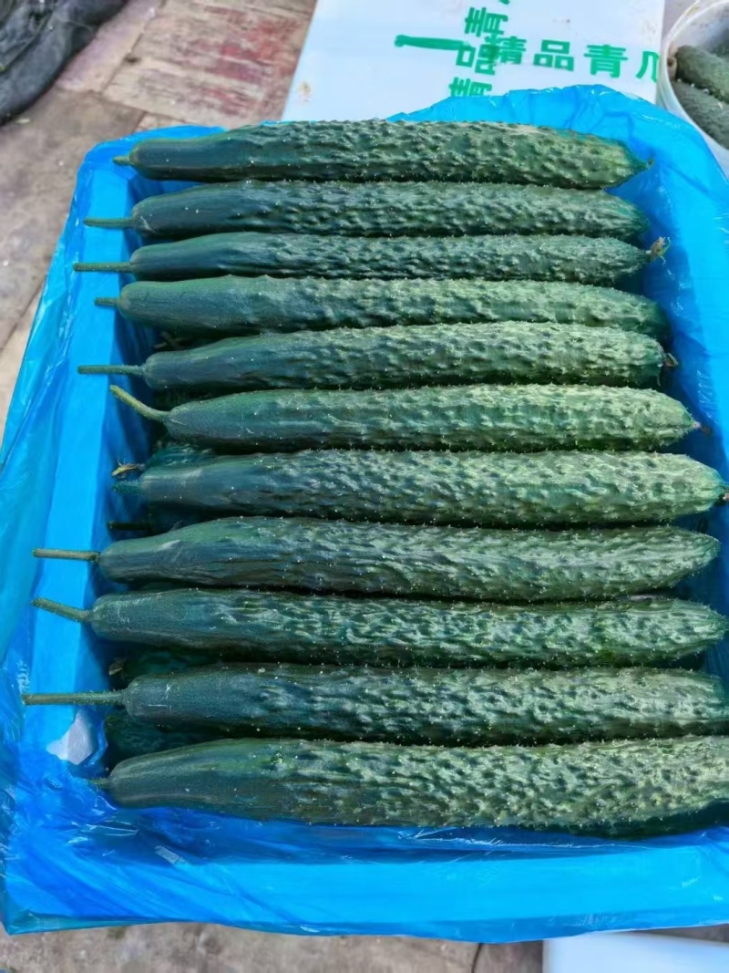 广东湛江精品油瓜，产地直供，全国可代发，欢迎资源