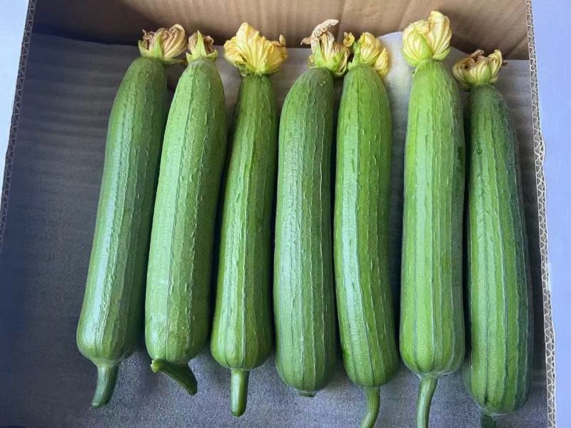 【优质推荐】短丝瓜一手货源大量上市量大从优欢迎咨询