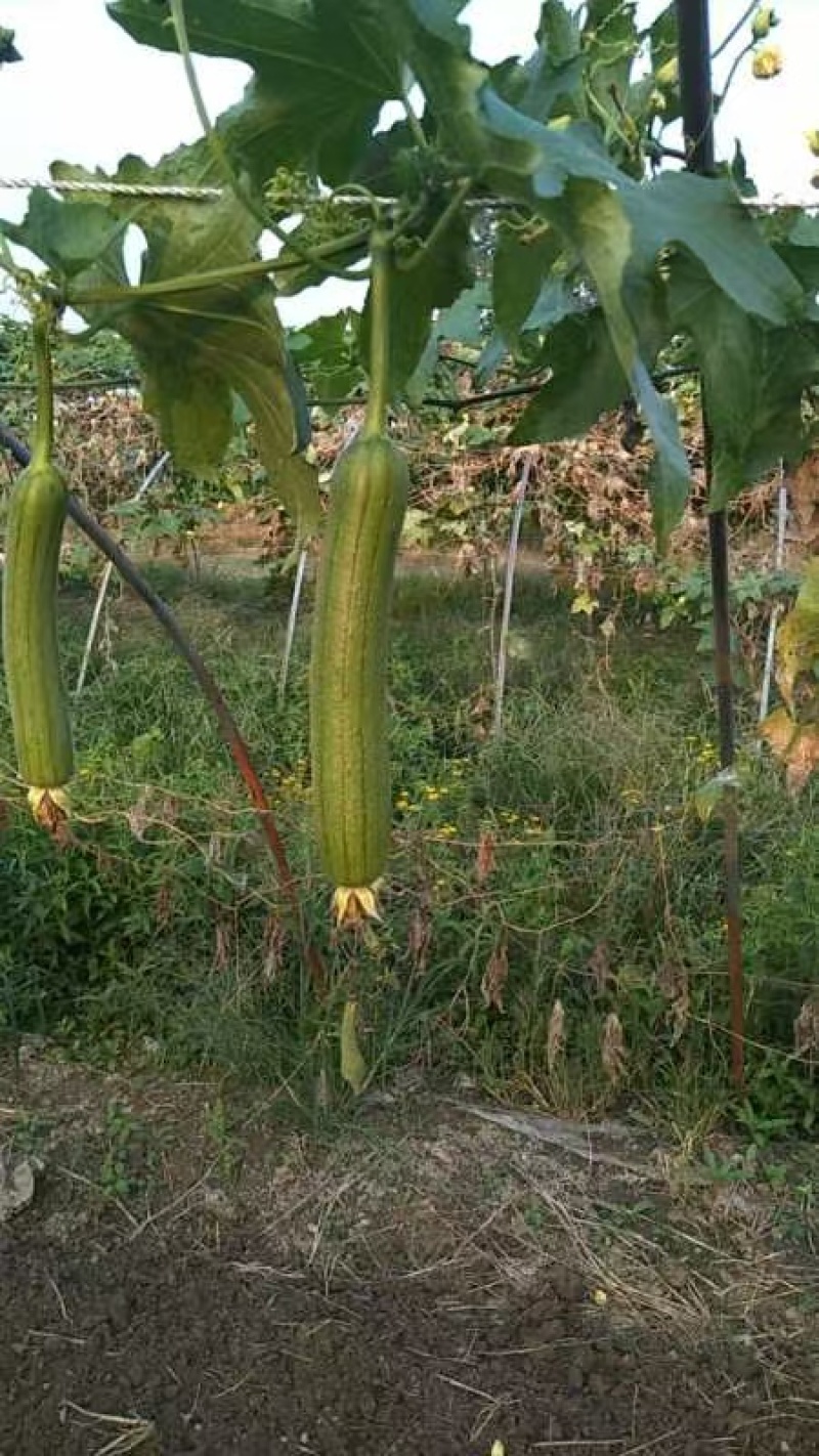 【优质推荐】短丝瓜一手货源大量上市量大从优欢迎咨询