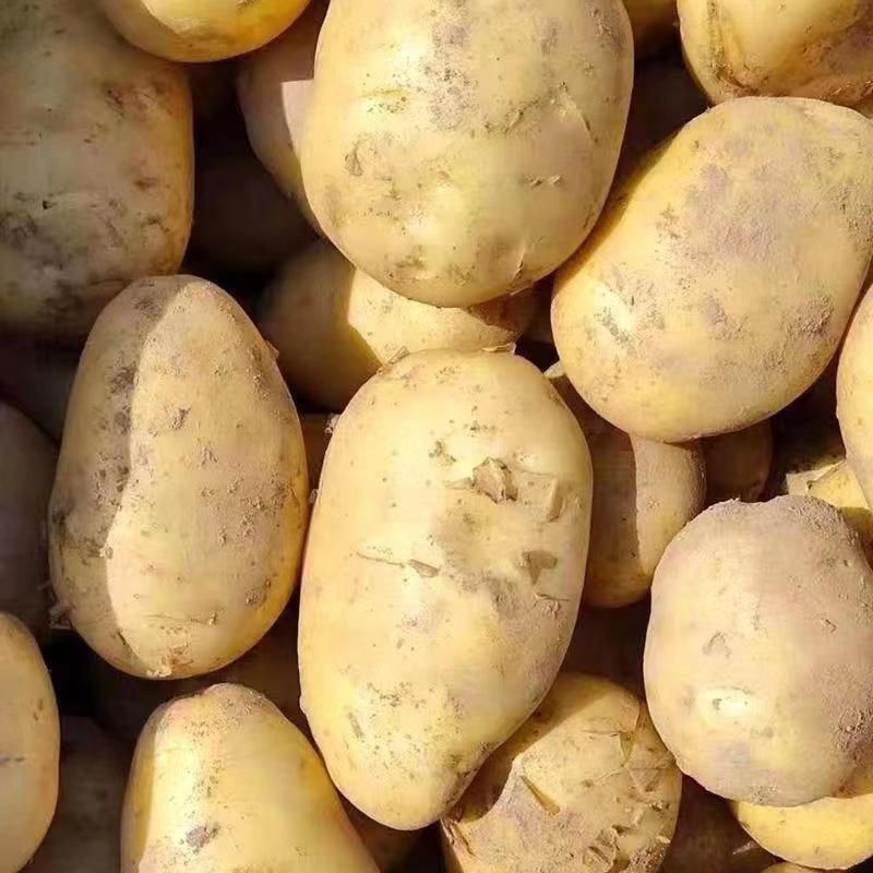 黄心土豆沃土v7齐元峰各种规格品种对接市场电商