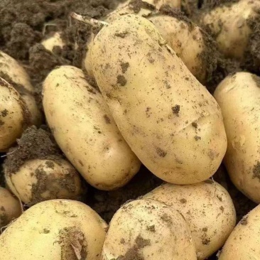 开封土豆沃土5号黄心土豆对接各大市场商超电商品质