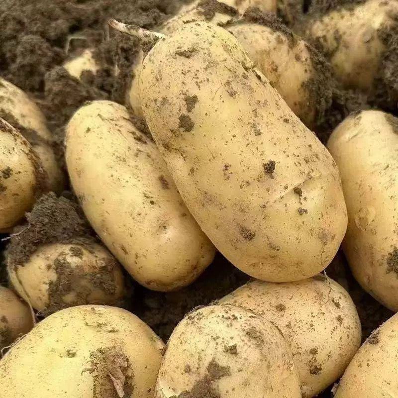 开封土豆沃土5号黄心土豆对接各大市场商超电商品质