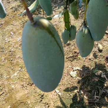 桂七芒果