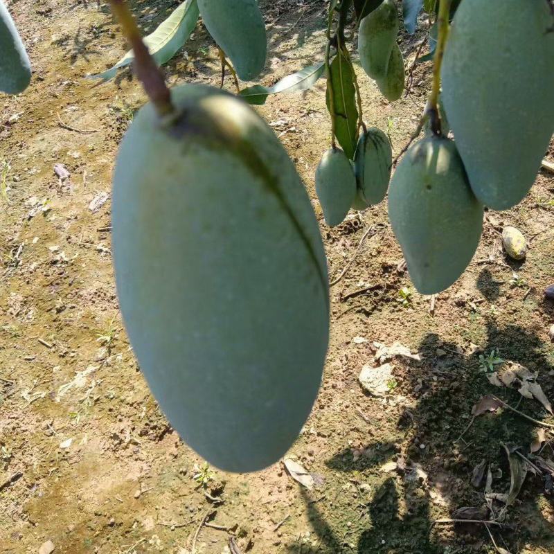 桂七芒果
