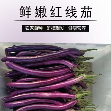 红线茄子细长茄子紫线茄江苏南通当季紫皮长条肉厚皮薄