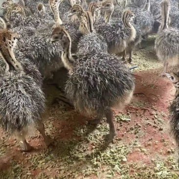 纯种非洲骆鸟苗