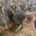 纯种非洲骆鸟苗