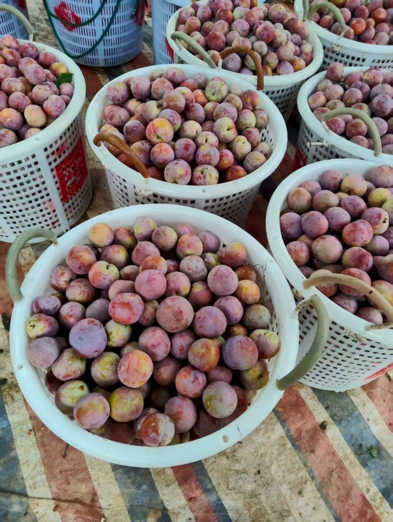 福建精品芙蓉李李子水果新鲜果大颗粒饱满大量现货