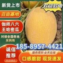 新疆哈密瓜西州蜜瓜淖毛湖八六王金色年华哈密瓜系列