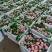 福建宁德大量精品芙蓉李李子脆甜多汁大量上市