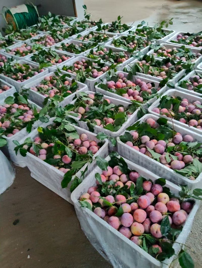 福建宁德大量精品芙蓉李李子脆甜多汁大量上市
