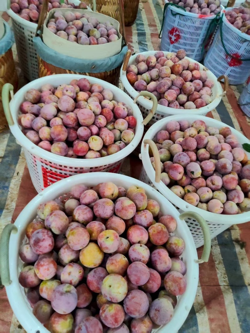 福建宁德大量精品芙蓉李李子脆甜多汁大量上市