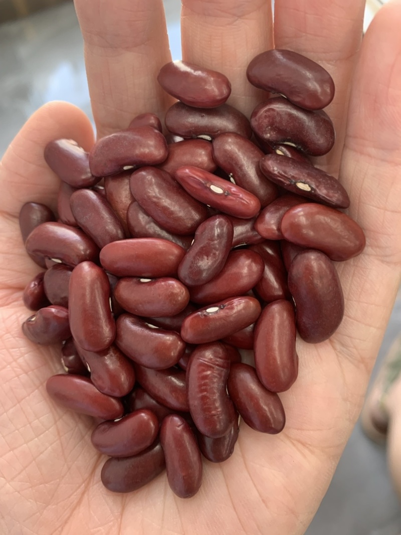 大量红芸豆现货，产地工厂，专业出口红芸豆17年