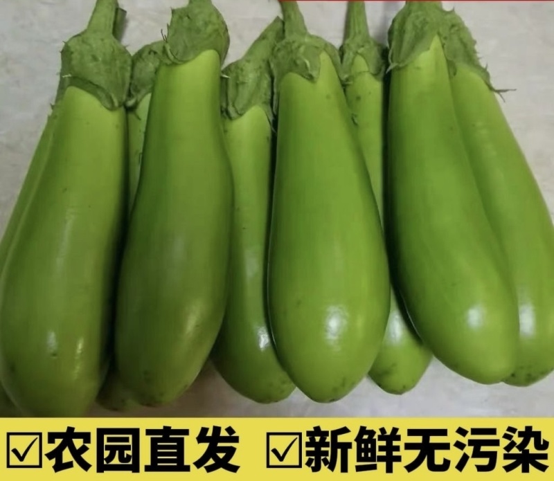 青茄子绿茄子长茄子老品种茄子江苏南通产地直发