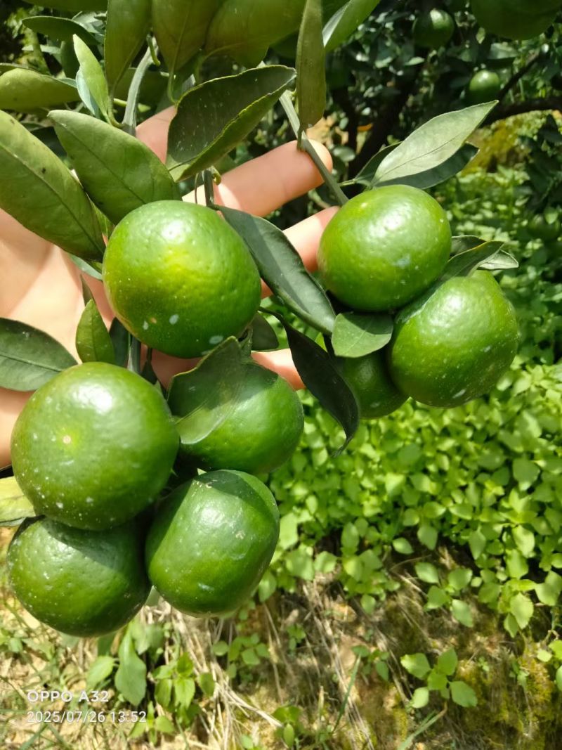 高山蜜橘