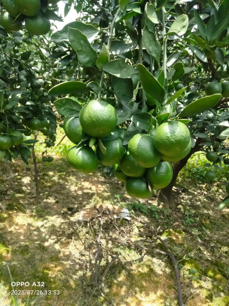 高山蜜橘