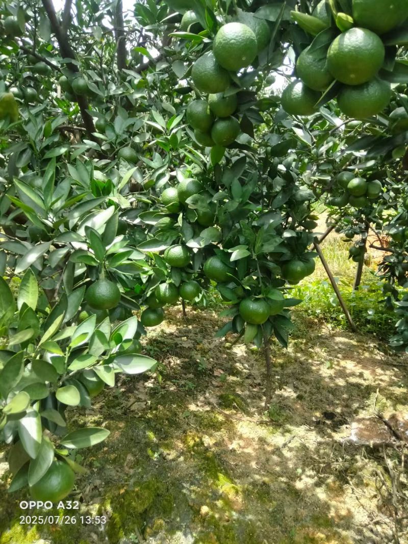 高山蜜橘