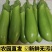 青茄子绿茄子长茄子老品种茄子江苏南通产地直发