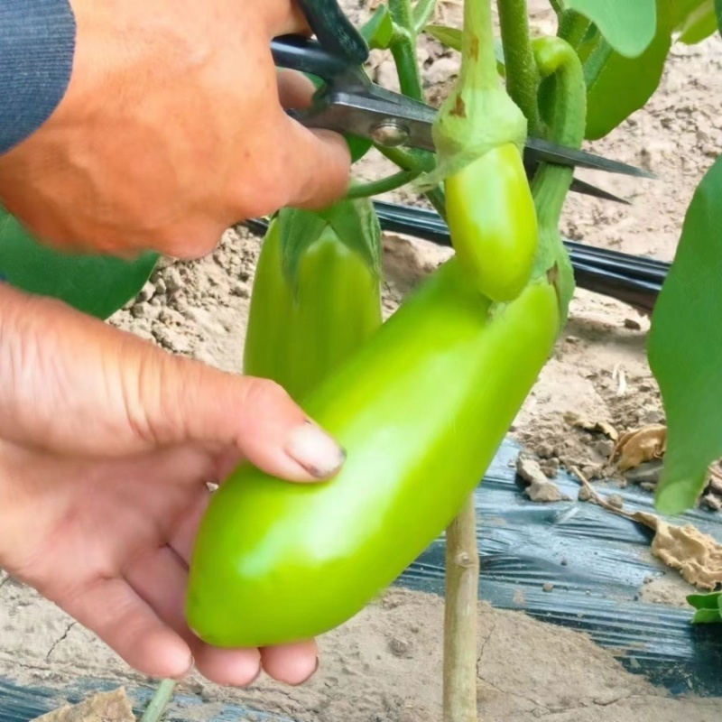 青茄子绿茄子长茄子老品种茄子江苏南通产地直发