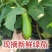 青茄子绿茄子长茄子老品种茄子江苏南通产地直发