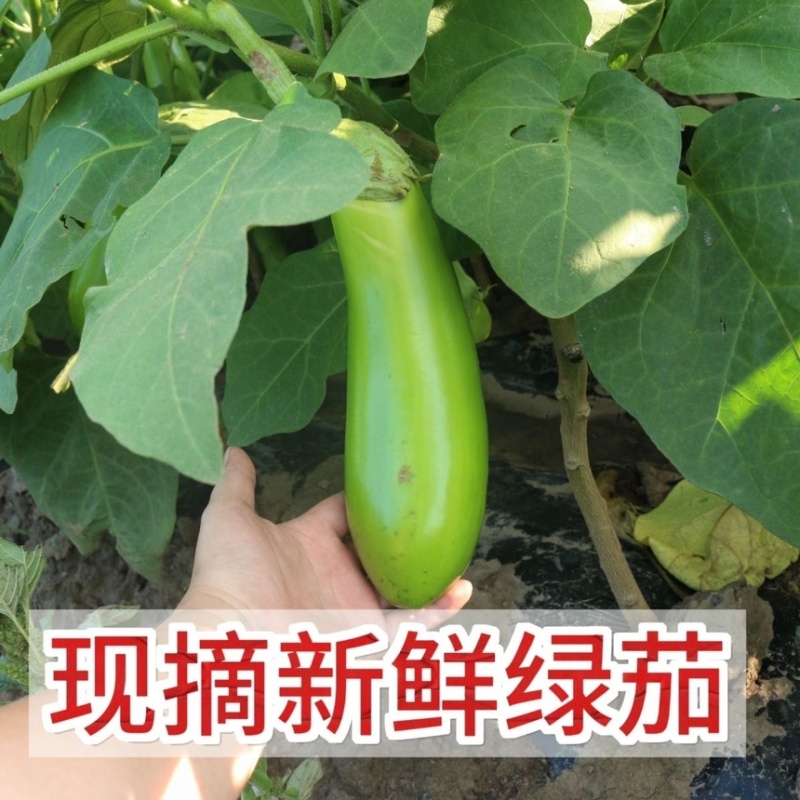 青茄子绿茄子长茄子老品种茄子江苏南通产地直发