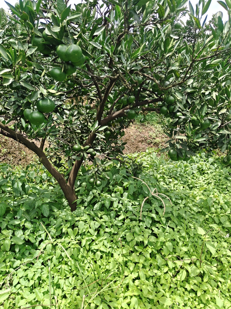 高山蜜橘