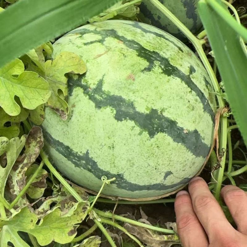 花瓜