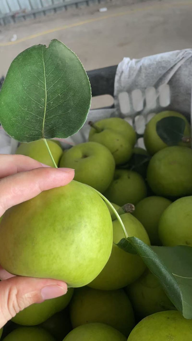 翠冠梨一件代