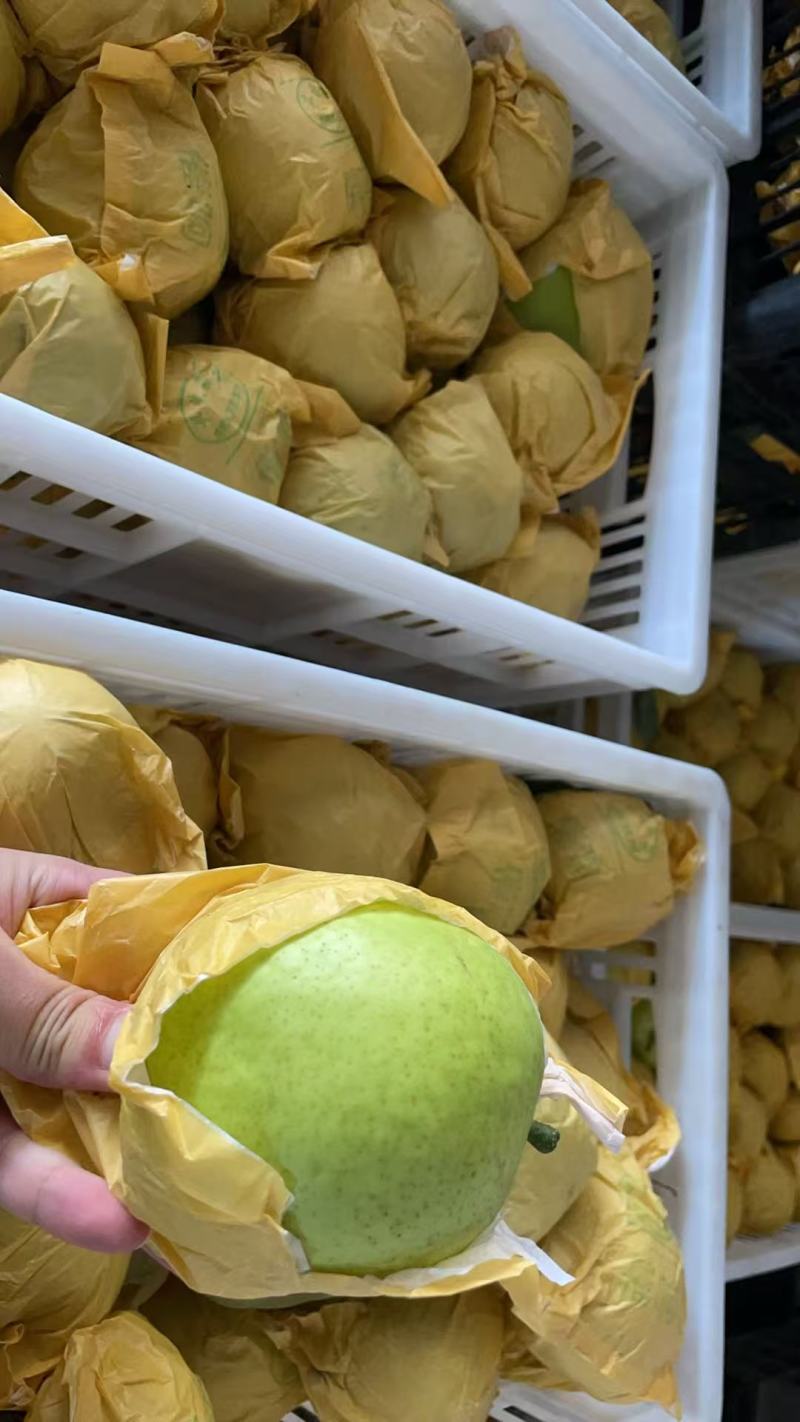 翠冠梨一件代