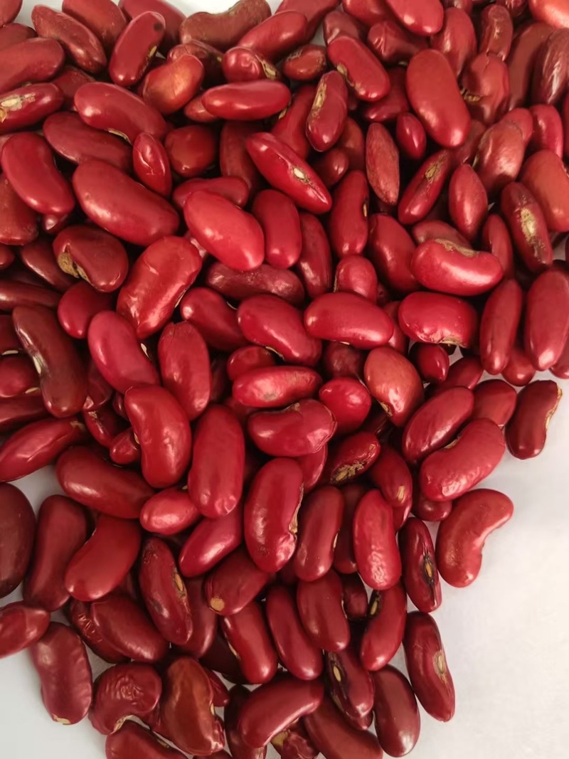 大量红芸豆现货，产地工厂，专业出口红芸豆17年