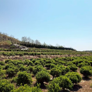 金银花树，产地一手货源，量大优惠，欢迎新老客户前来合作